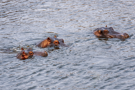 Hippo seeks refreshment in Mara riverの写真素材