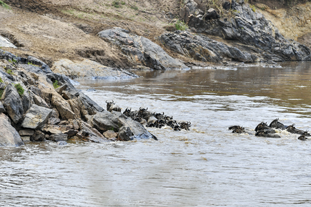 Gnu on the Mara Riverの写真素材