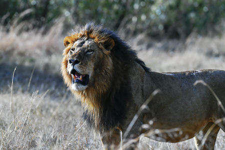Lion wedding in the savannah of Africaの写真素材