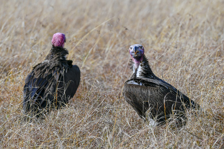 vulture on tree in the Masai Maraの写真素材