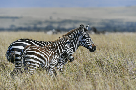 herd of Zebra in the savannah of Africaの写真素材