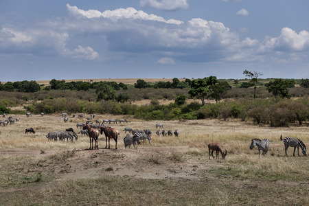 herd of Zebra in the savannah of Africaの写真素材
