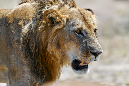 Lion wedding in the savannah of Africaの写真素材