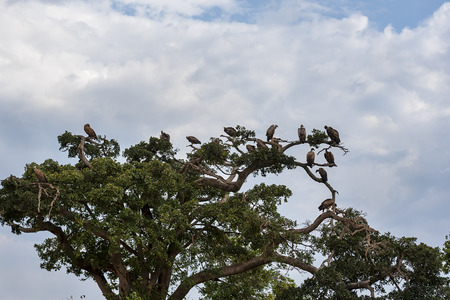 vulture on tree in the Masai Maraの写真素材