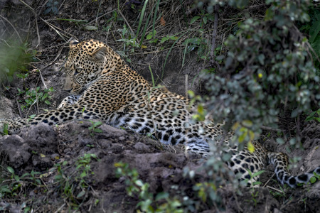 Leopard in the Masai Maraの写真素材