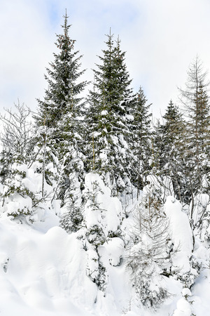 deer hiking in Mostviertel Austriaの写真素材