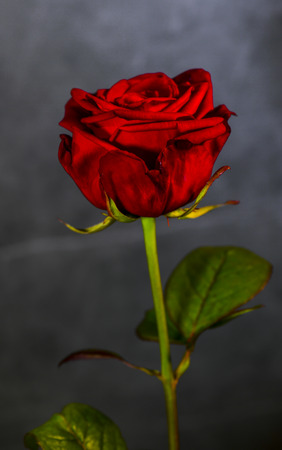 red rose the flowers of love Austriaの写真素材
