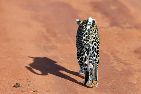 Leopard in the Masai Mara