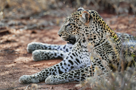 Leopard in the Masai Maraの写真素材