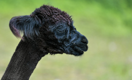 Camel Zoo Hague in Austriaの写真素材