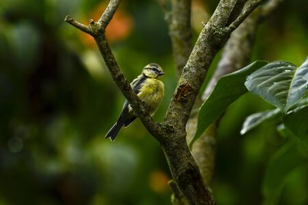 Birds of the Alps in Austria