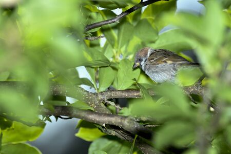 Birds of the Alps in Austriaの写真素材