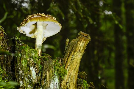 mushrooms looking in the Austrian Alpsの写真素材