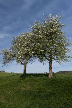 a hike through the blooming Mostviertel Austriaの写真素材