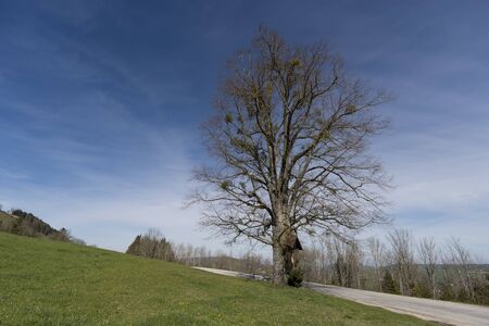 a hike through the blooming Mostviertel Austriaの写真素材