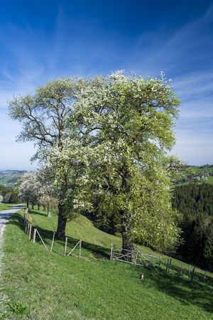 a hike through the blooming Mostviertel Austriaの写真素材