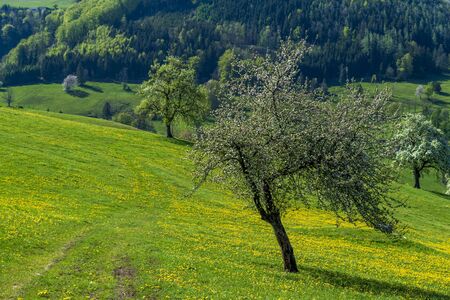 a hike through the blooming Mostviertel Austriaの写真素材