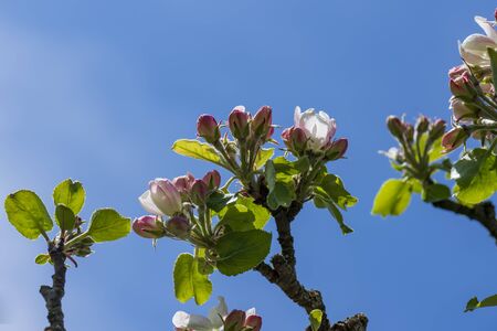 a hike through the blooming Mostviertel Austriaの写真素材