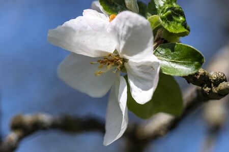 a hike through the blooming Mostviertel Austriaの写真素材