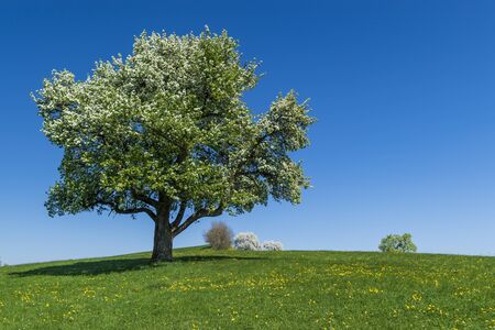 a hike through the blooming Mostviertel Austriaの写真素材