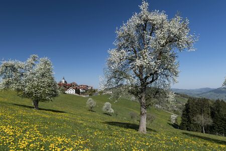 a hike through the blooming Mostviertel Austriaの写真素材