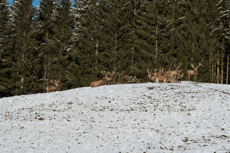 a pack of deer at the winter feedingの写真素材