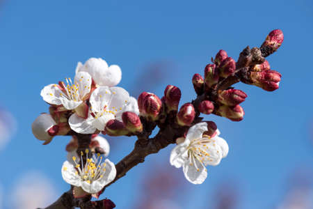 apricot blossom in Wachau Austriaの写真素材
