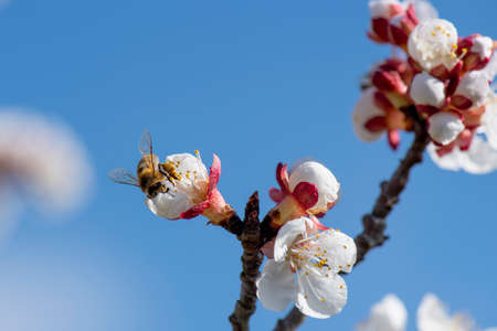 apricot blossom in Wachau Austriaの写真素材