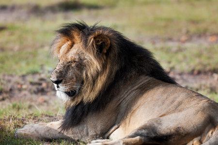 Lion wedding in the savannah of Africaの写真素材