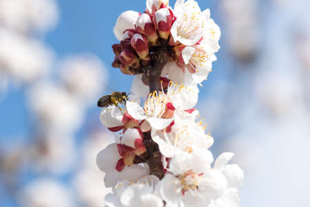 apricot blossom in Wachau Austriaの写真素材
