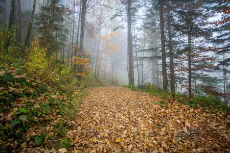Autumn, fog in the mountains the winter is comingの写真素材