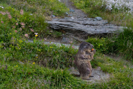 groundhog in the alps by Austriaの写真素材