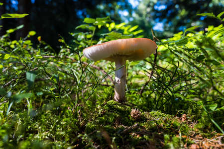 mushrooms looking in the Austrian Alps