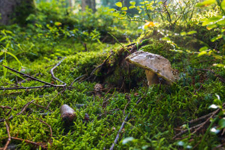 mushrooms looking in the Austrian Alps