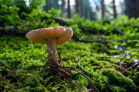 mushrooms looking in the Austrian Alpsの写真素材
