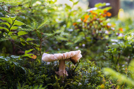 mushrooms looking in the Austrian Alpsの写真素材