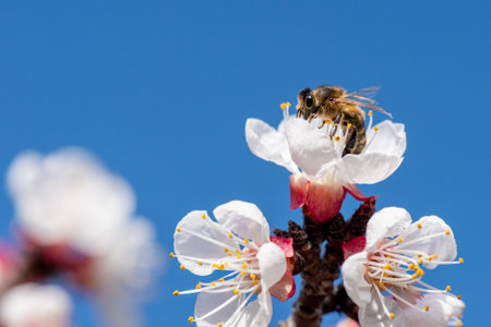 Apricot blossom in Wachau Austriaの写真素材