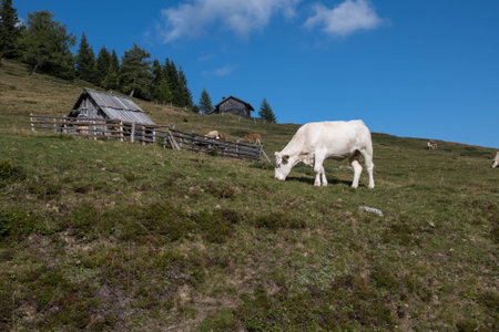 cow in the Alps of Austriaの写真素材
