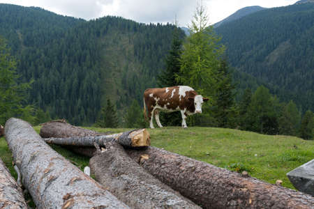 cow in the Alps of Austriaの写真素材