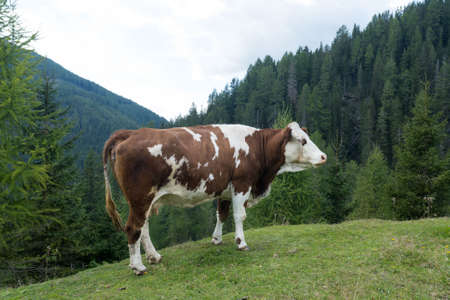 cow in the Alps of Austriaの写真素材
