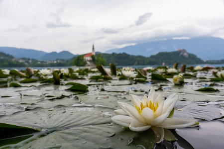 pilgrimage church in Bled Sloveniaの写真素材