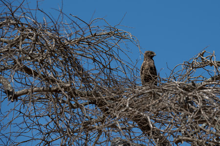 Eagle on the tree in the Masai Maraの写真素材