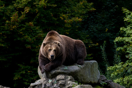 Brown bear enjoys the autumn sunの写真素材