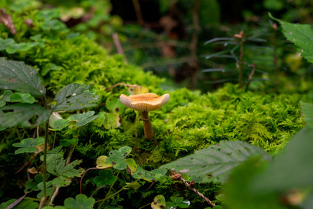 mushrooms looking in the Austrian Alpsの写真素材