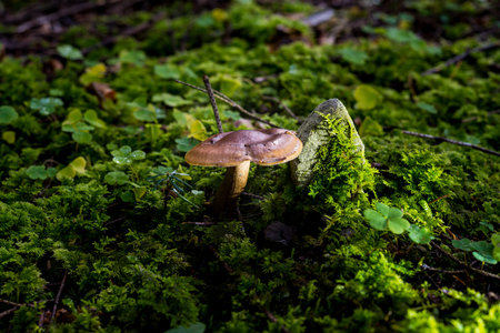 mushrooms looking in the Austrian Alpsの写真素材