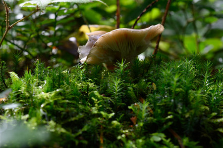 mushrooms looking in the Austrian Alpsの写真素材