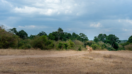 Lion female in the savannah of Africaの写真素材