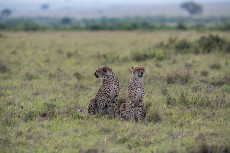 Cheetah in the Masai Maraの写真素材