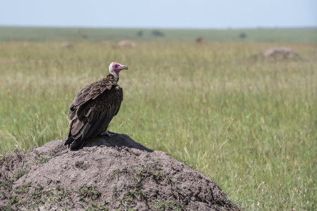 Vulture sitting on termite mound, Serengeti National Park, Tanzaniaの写真素材