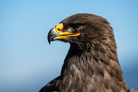 Close-up portrait of a golden eagle (Aquila chrysaetos)